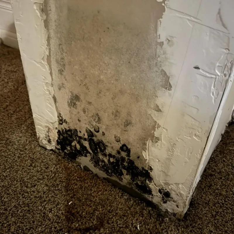 Professional Mold Removal in Hampstead, NC